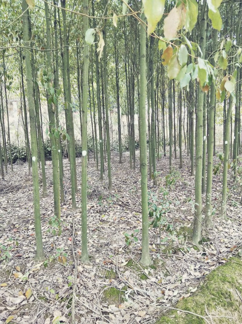 香樟