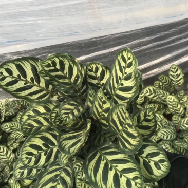 产地直销批发精品孔雀竹芋