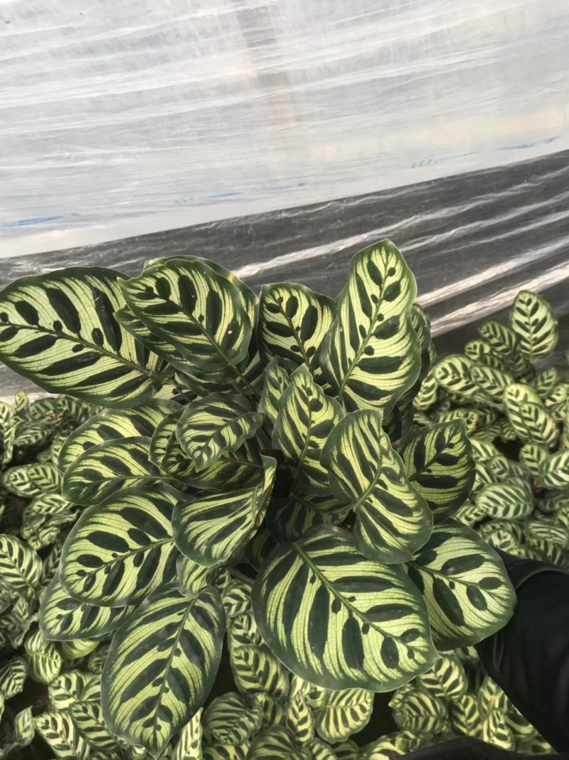 产地直销批发精品孔雀竹芋