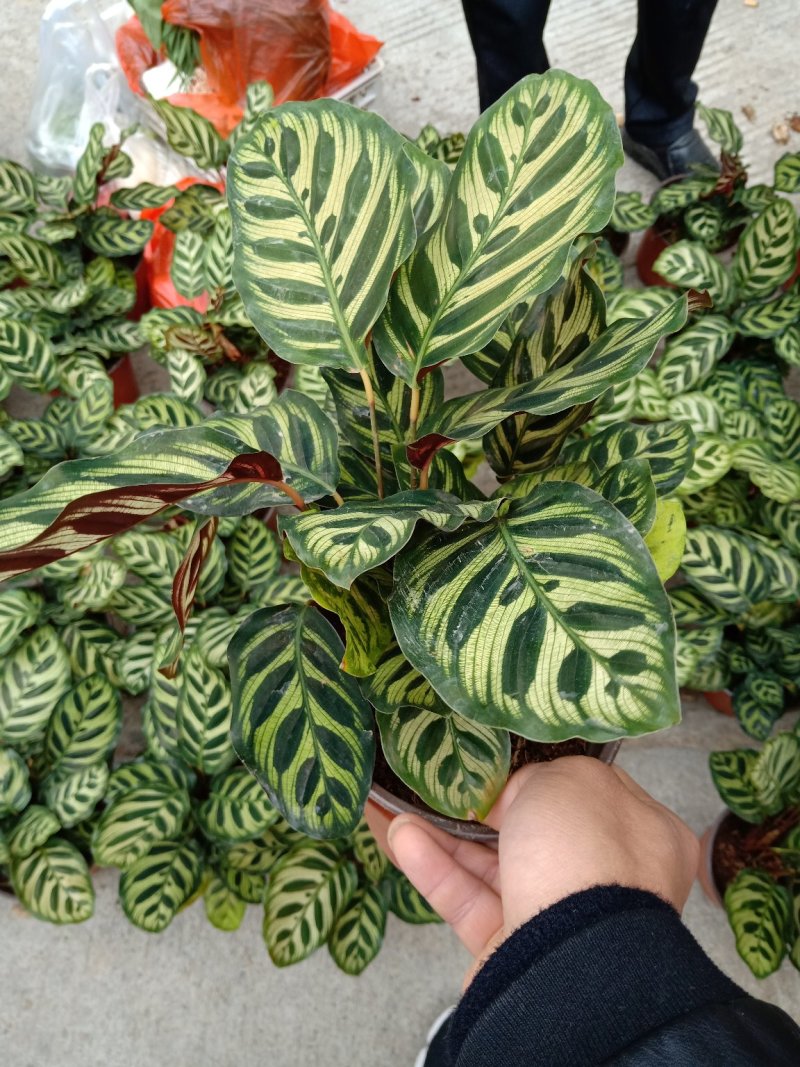 产地直销批发精品孔雀竹芋