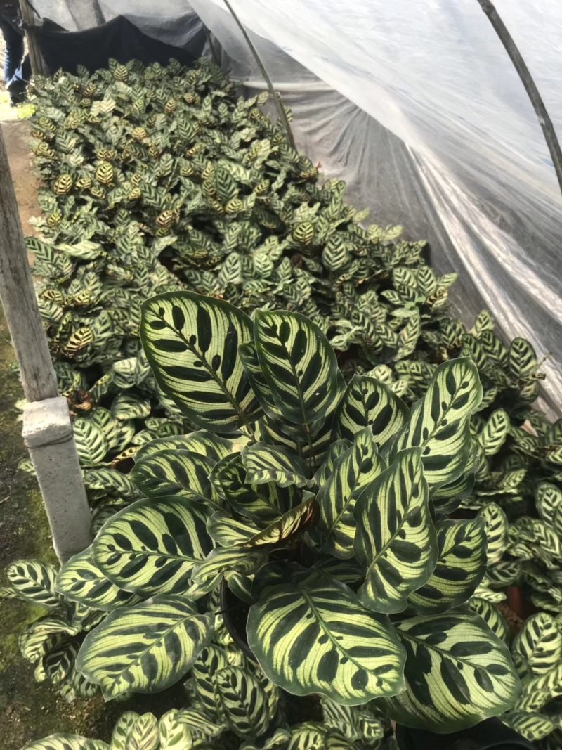 产地直销批发精品孔雀竹芋