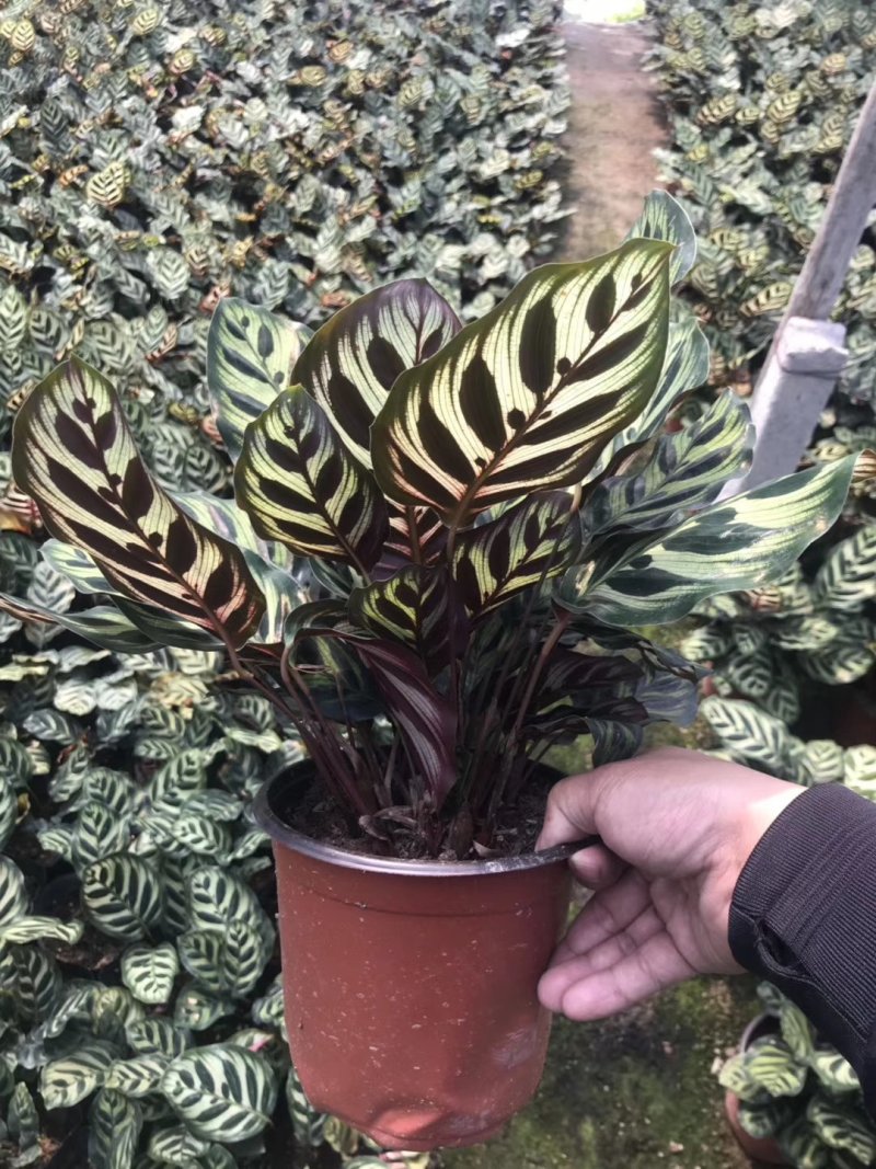 产地直销批发精品孔雀竹芋