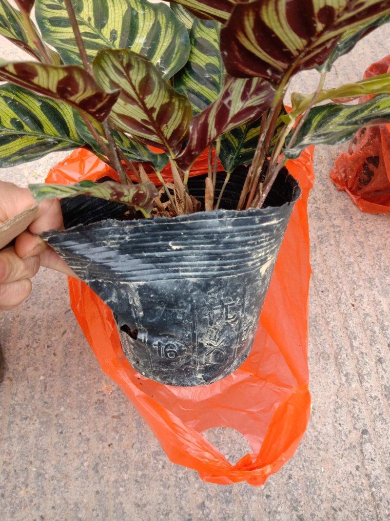 产地直销批发精品孔雀竹芋