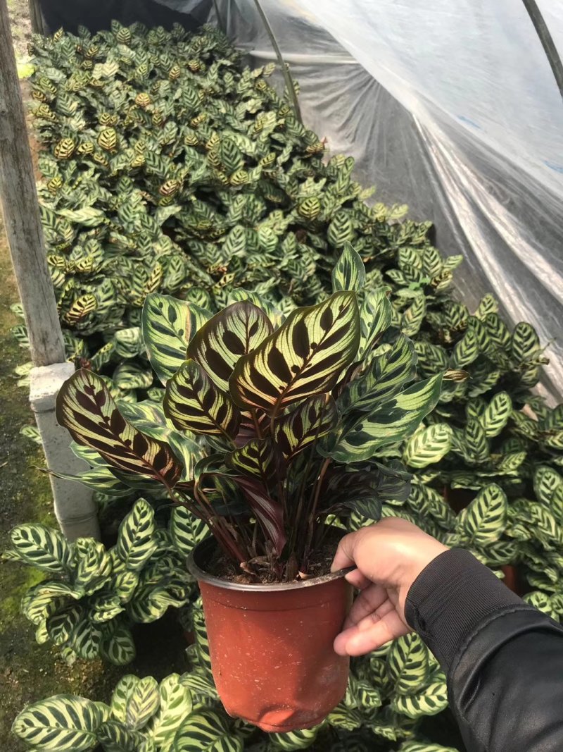 产地直销批发精品孔雀竹芋