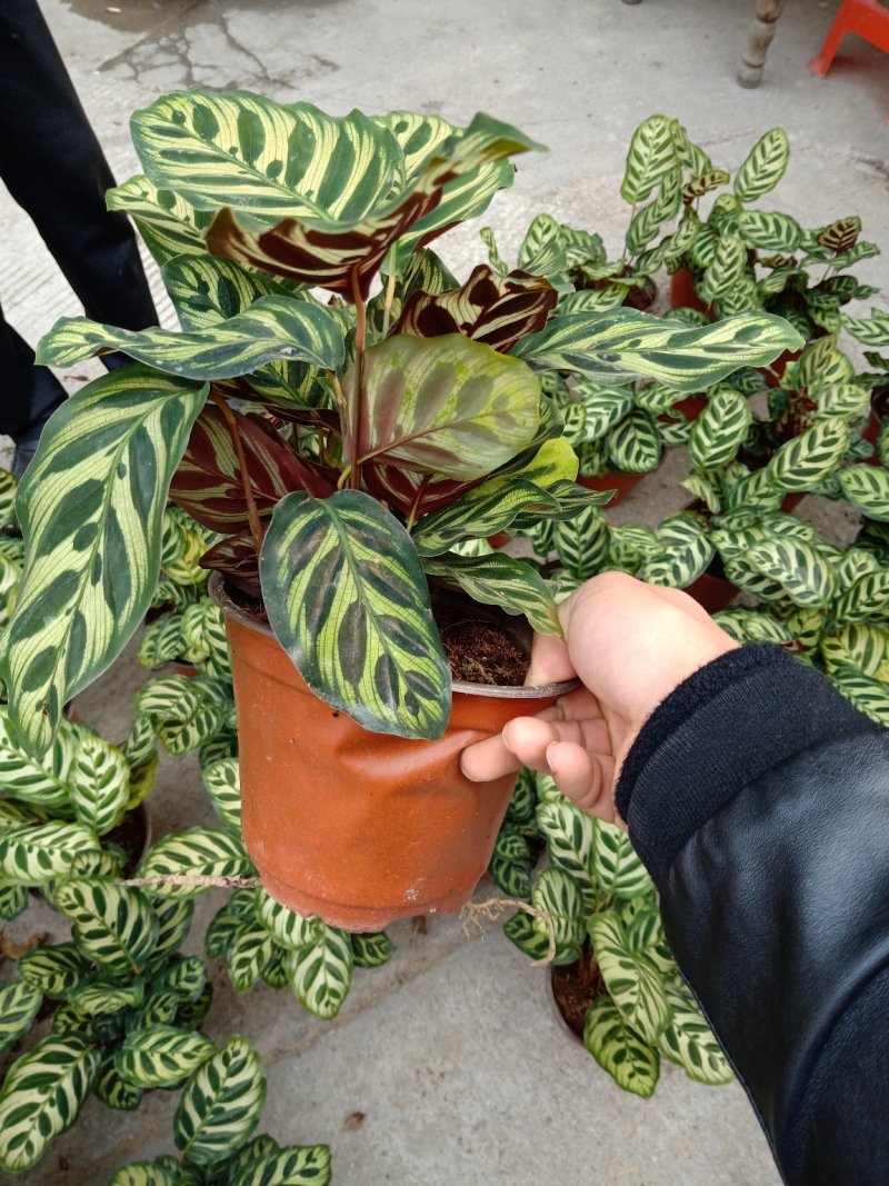 产地直销批发精品孔雀竹芋