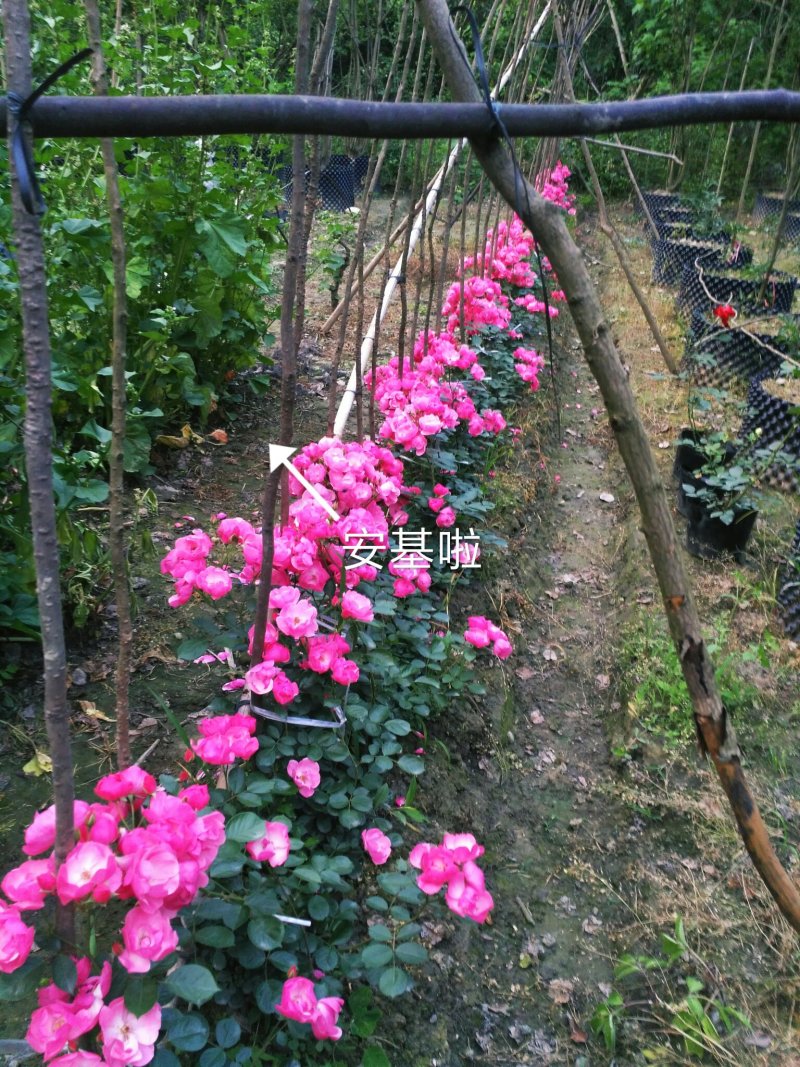 藤本月季安基啦