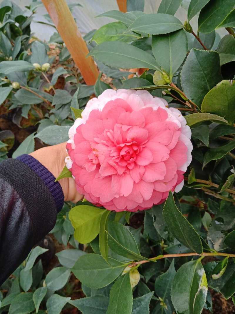 品种茶花之一高杆五色赤丹茶花杯苗，开花多色