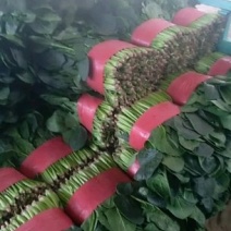 大叶菠菜
