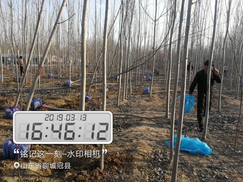 常年供应毛白杨2……20公分