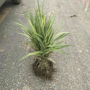 花叶芦竹