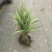 花叶芦竹