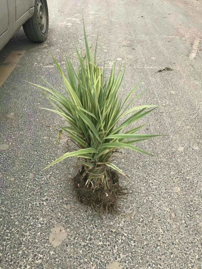 花叶芦竹