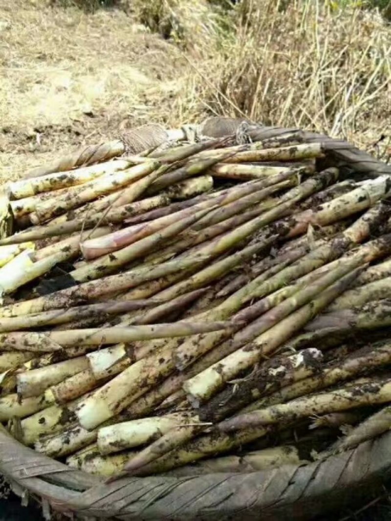 青龙野生新鲜罗汉笋大量上市
