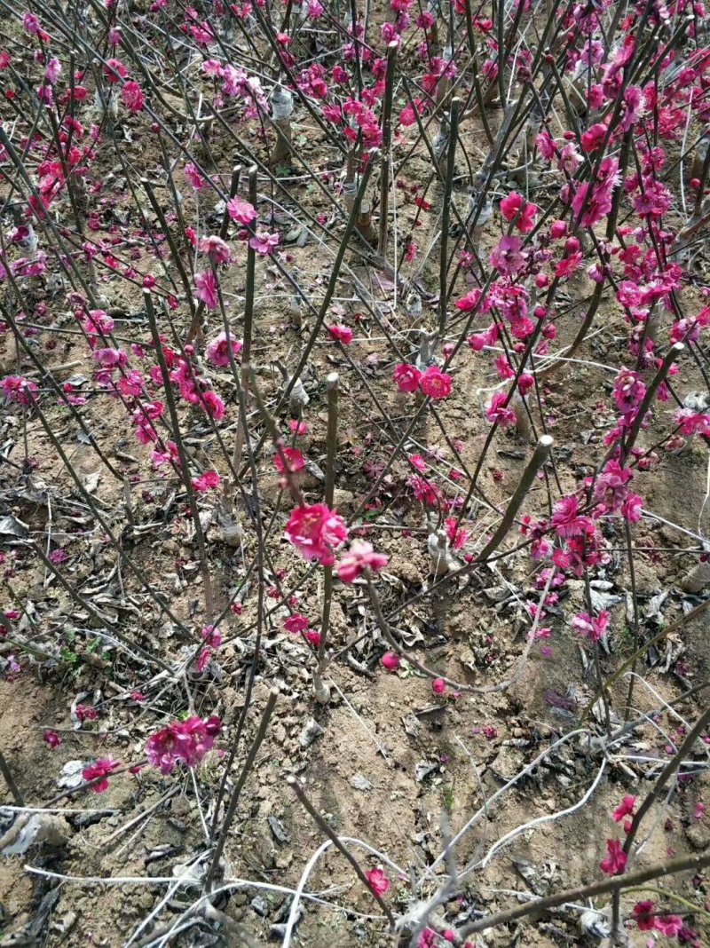 红梅苗.骨里红红梅小苗