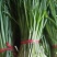 雪寒韭菜！30厘米