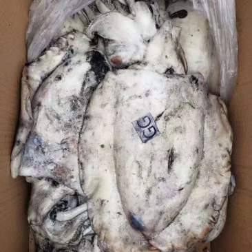 鱿鱼墨鱼