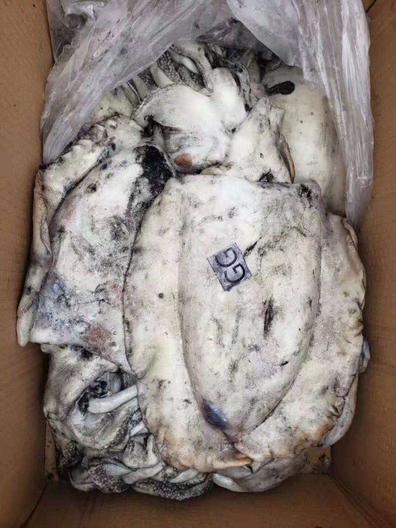 鱿鱼墨鱼