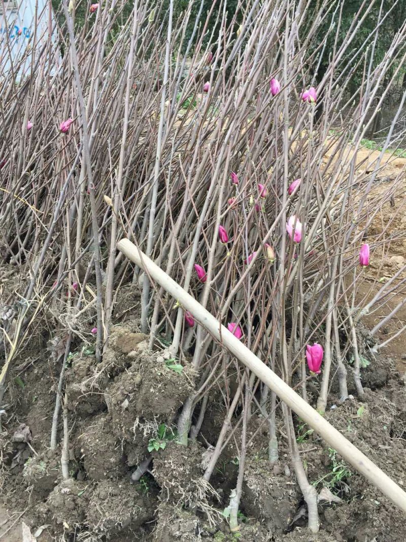 【推荐】基地现挖现发紫玉兰苗成活率高欢迎来电咨询