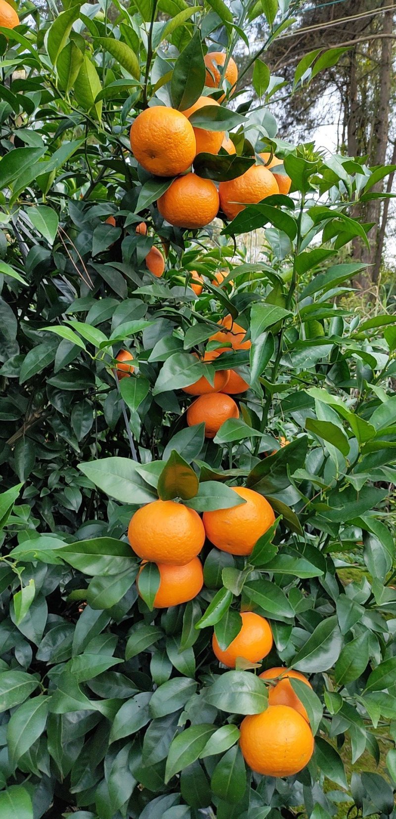 沃柑