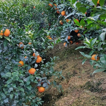沃柑