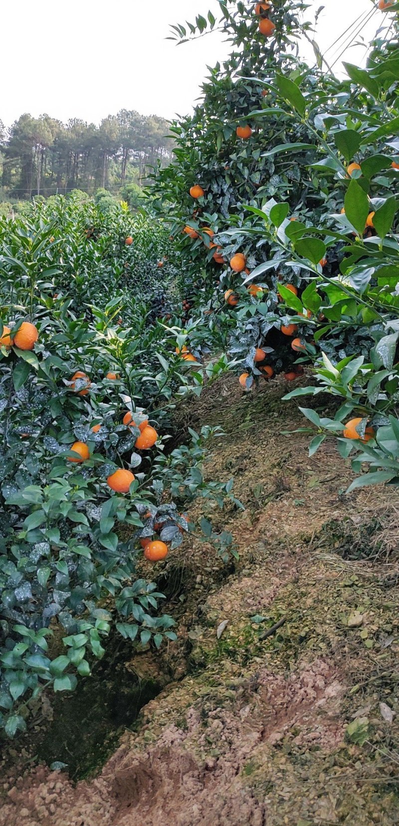 沃柑