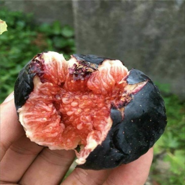 波姬红无花果苗，当年结果苗，根系发达，成活率高
