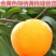 冬桃苗，秋彤，映霜红，黄金密，中油18.19/21