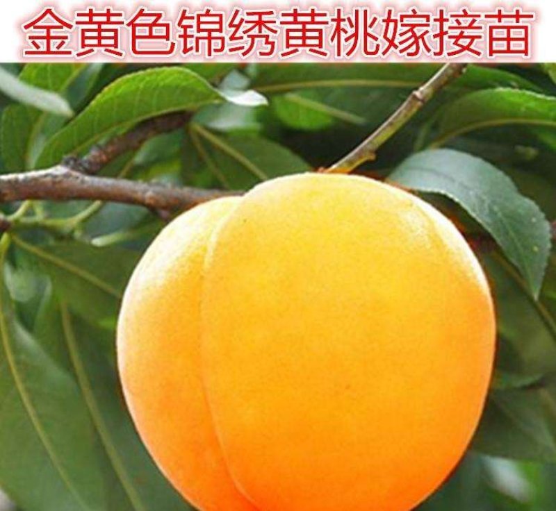 冬桃苗，秋彤，映霜红，黄金密，中油18.19/21