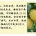 冬桃苗，秋彤，映霜红，黄金密，中油18.19/21