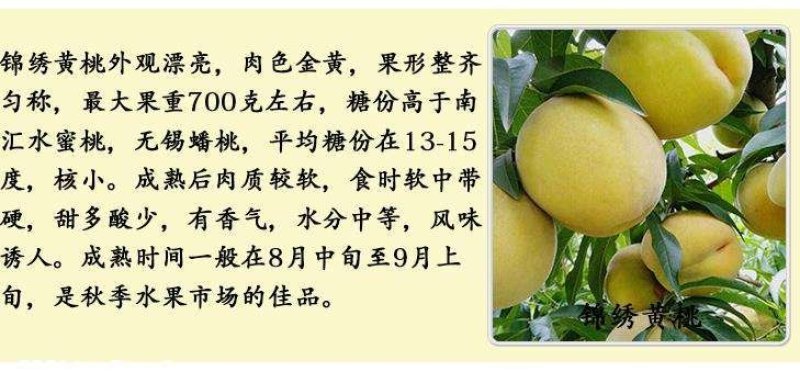 冬桃苗，秋彤，映霜红，黄金密，中油18.19/21