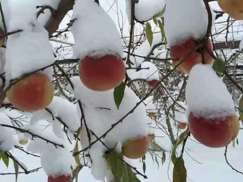 冬桃苗，秋彤，映霜红，黄金密，中油18.19/21
