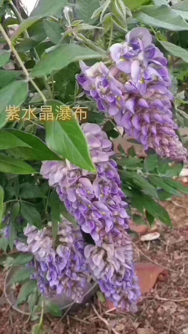 紫藤苗
