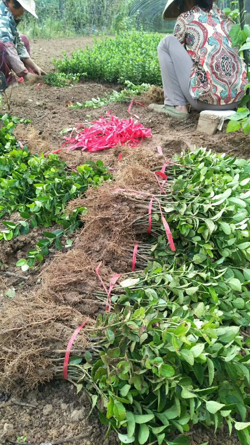 高50-60cm卫矛.卫矛苗