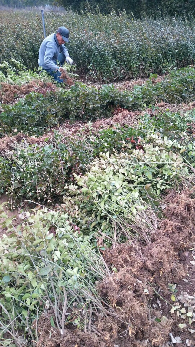 高50-60cm卫矛.卫矛苗