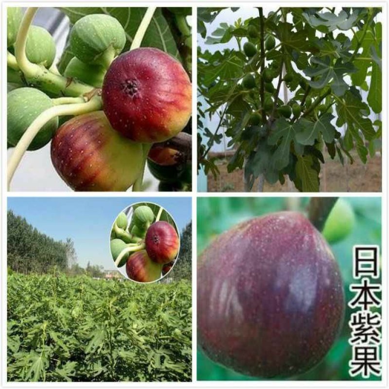 无花果苗