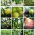 无花果苗
