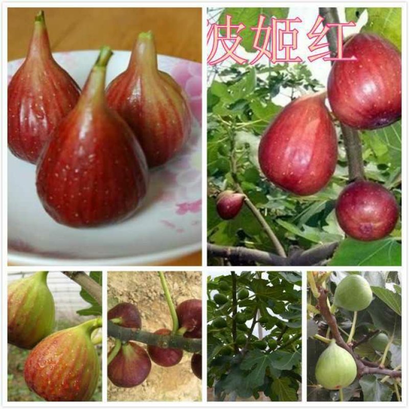 无花果苗