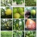 无花果苗