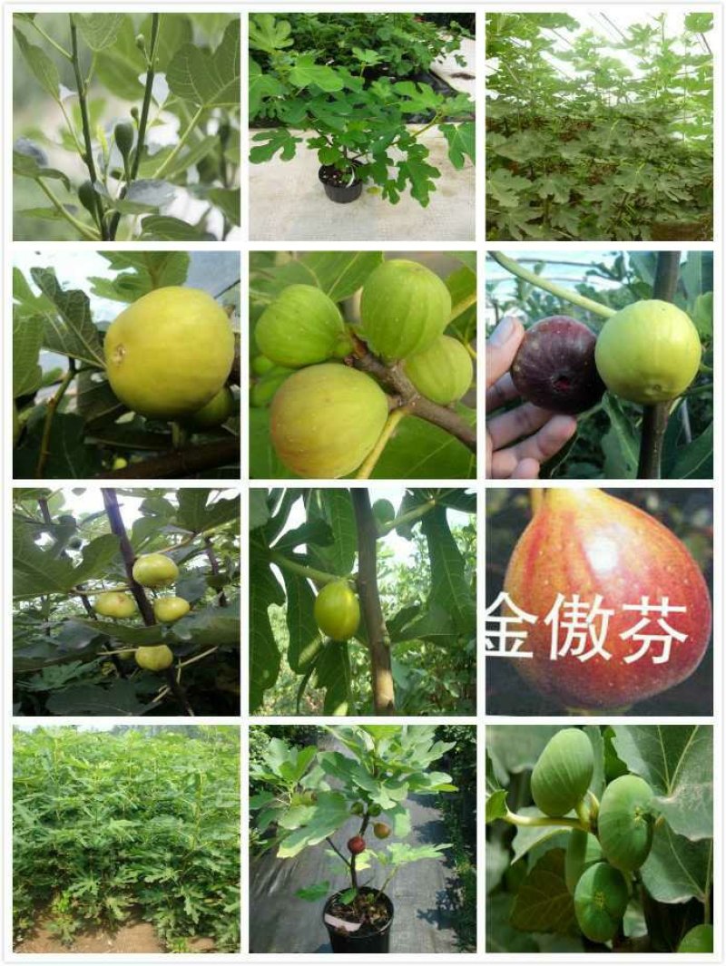 无花果苗