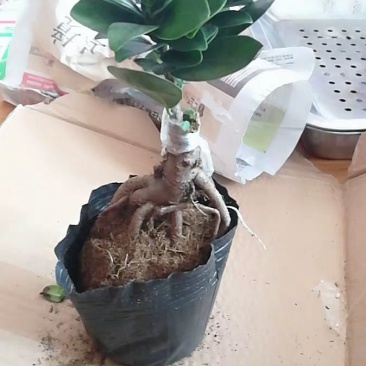 榕树