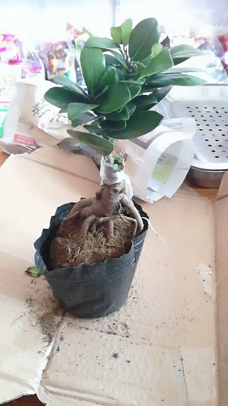 榕树