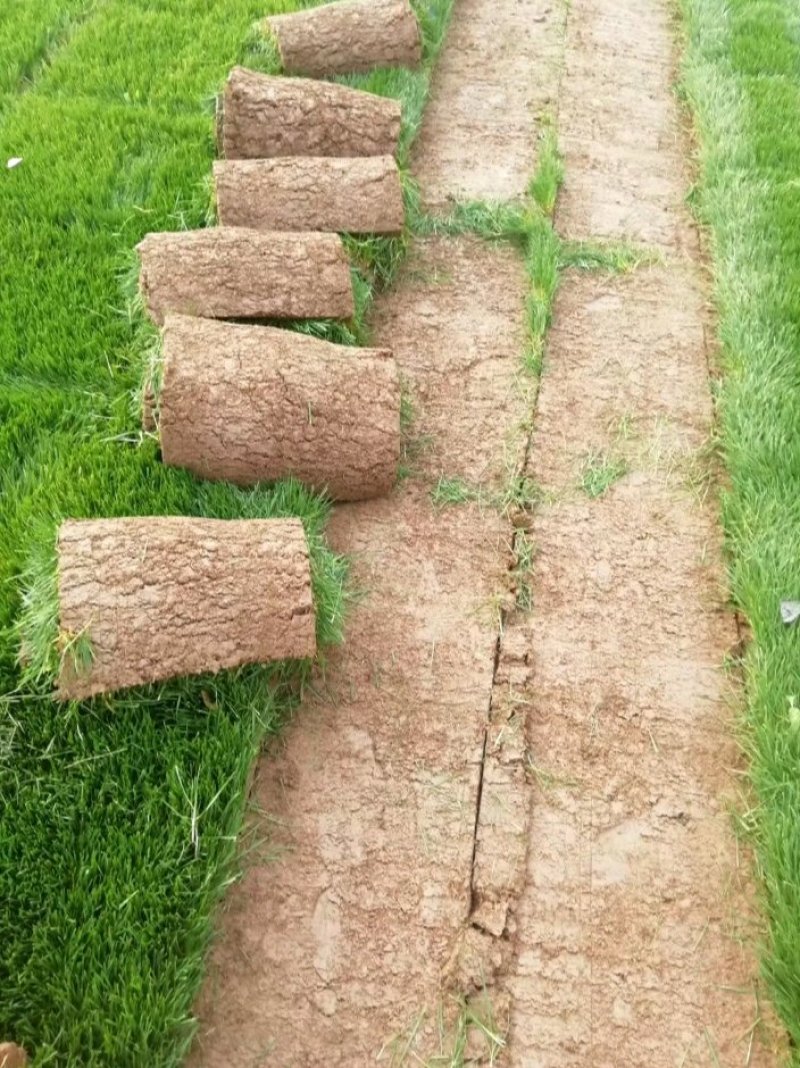 供应绿化及占地苗木