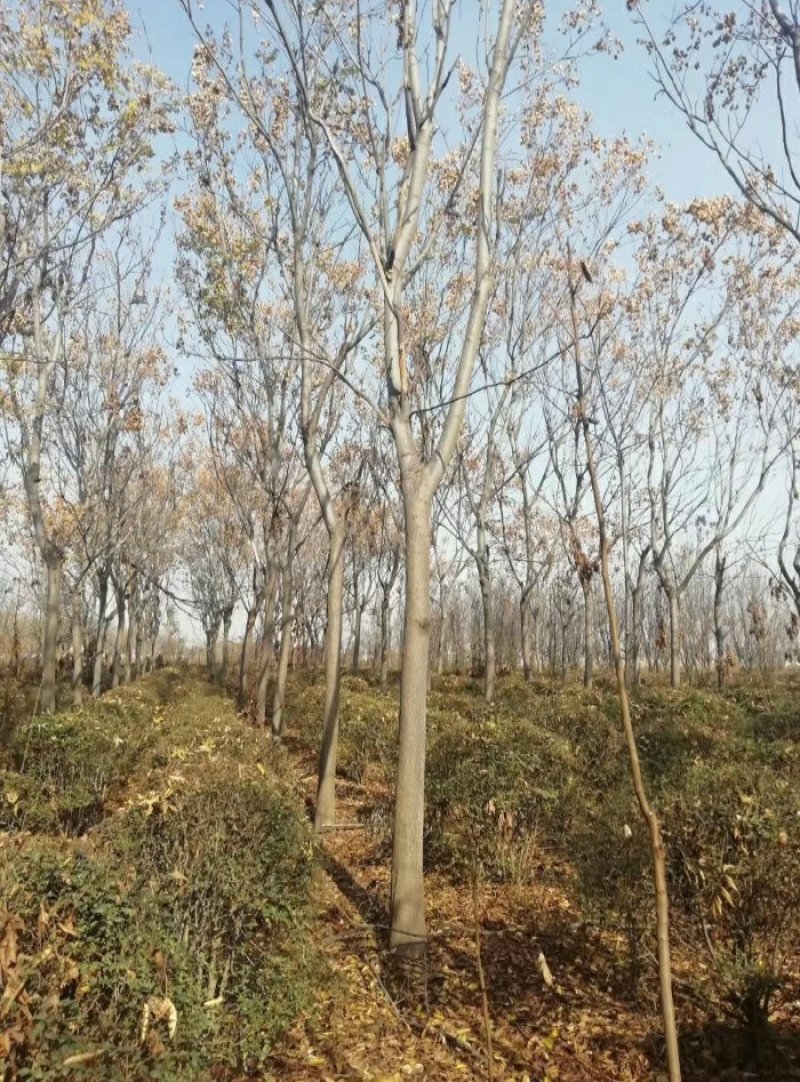 供应绿化及占地苗木