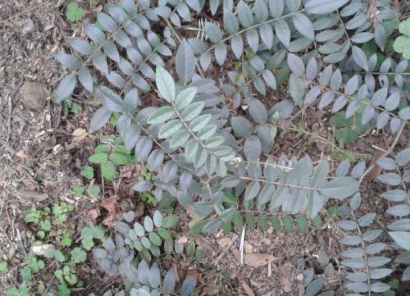 山豆根种子