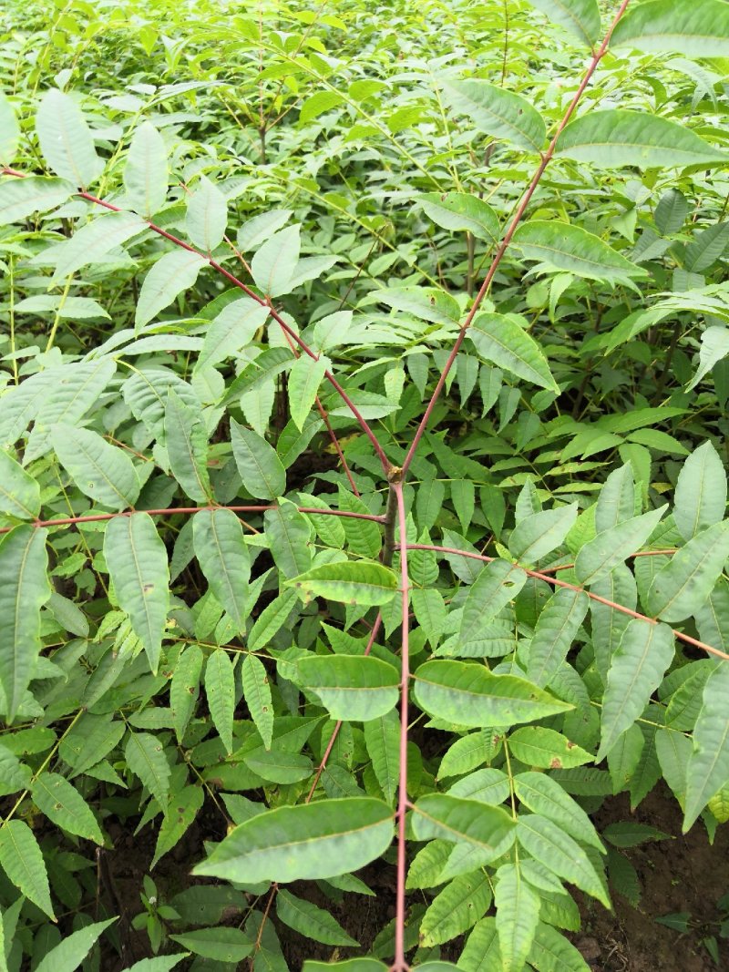 重庆基地批发红油香椿苗巴山红香椿苗椿天树量大从优