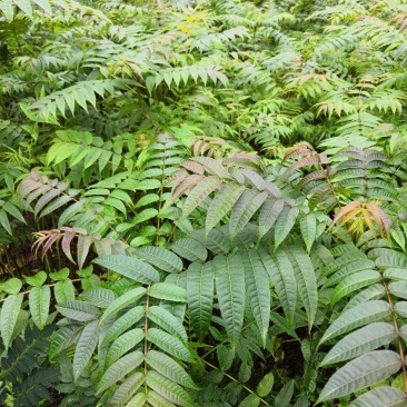重庆基地批发红油香椿苗巴山红香椿苗椿天树量大从优