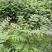 重庆基地批发红油香椿苗巴山红香椿苗椿天树量大从优