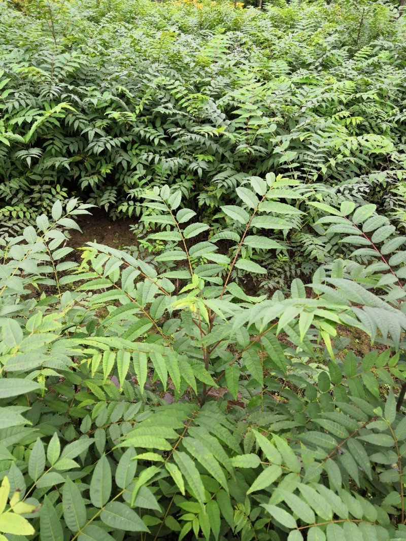 重庆基地批发红油香椿苗巴山红香椿苗椿天树量大从优