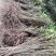 重庆基地批发红油香椿苗巴山红香椿苗椿天树量大从优