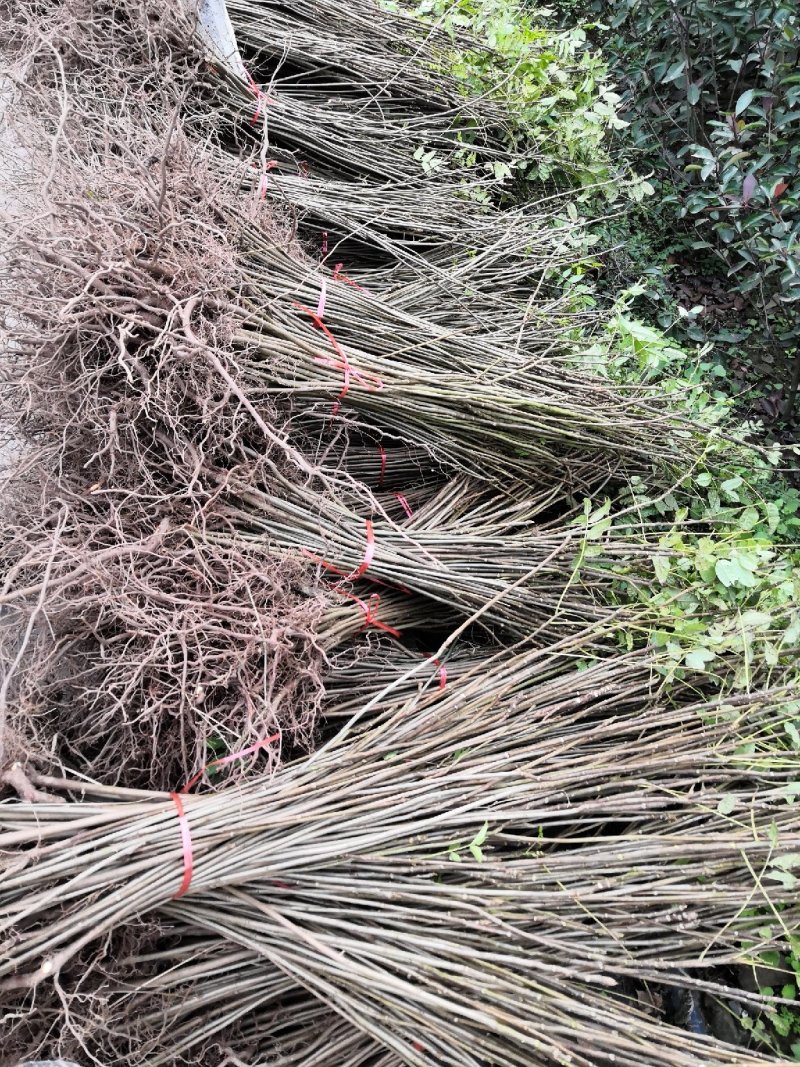 重庆基地批发红油香椿苗巴山红香椿苗椿天树量大从优